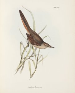 Stekelstaart, Zuid-Amerika, ca. 1832-1836