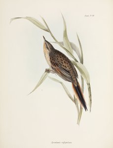 Stekelstaart, Zuid-Amerika, ca. 1832-1836