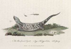 De Hagedisvormige Skink door John Pardon
