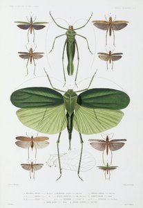 Soorten insecten, Tenerife en Indonesië