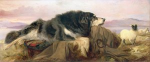 De herdershond