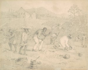 Het planten van suikerriet (Trinidad)