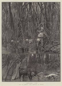 Elk of Sambhur Hert Jacht, in Ceylon