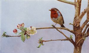 De roodborst