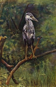 Een jonge reiger
