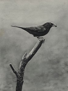 Mannelijke merel met voedsel voor jongen