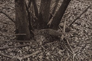 Fazant op nest