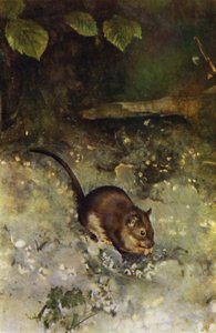 De bruine rat