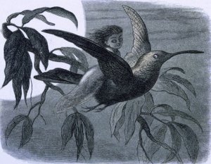 Een fee (of een nimf) te paard op een kolibrie. Illustratie uit "In Fairy land. A series of pictures from the elf-world" van Richard Doyle