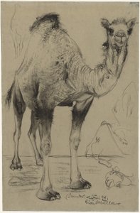 Dromedaris door Richard Muller