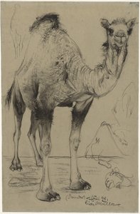 Dromedaris, 1894 door Richard Muller