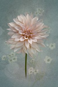 Blush Dahlia Bloom