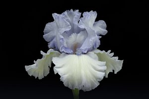 Elegante blauwe iris