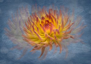 Golden Dahlia Flow door Richard Urbanski