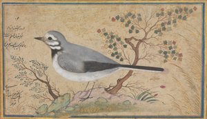 Studie van een vogel