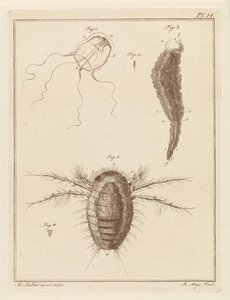 Verschillende zeedieren