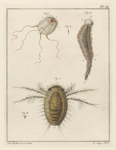 Verschillende zeedieren door Robbert Muys