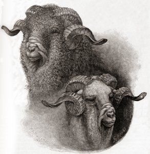 Hoofd van Merino ram vergeleken voor en na het scheren, uit The Century Illustrated Monthly Magazine, gepubliceerd 1884 door Robert Antoine Muller