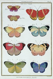Vlinders uit 