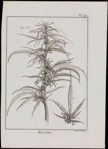 Marien diagram van bloemen, c.1810 door Robert Benard