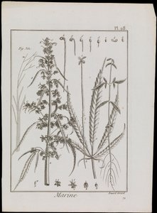 Mariene diagram van bloemen, ca. 1810 door Robert Benard