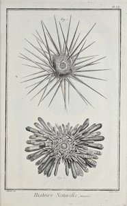 Zee-egels, illustratie uit 
