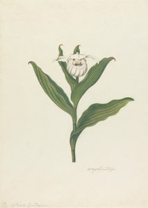 Vrouwenschoentje (Cypripedium Canadense, Calceolus Maria) door Robert Blyth