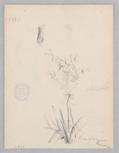 Bloeiende plant