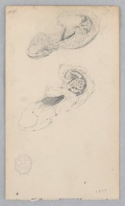 Schoen