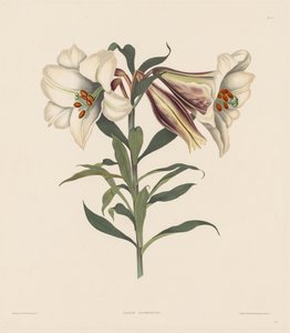 Een selectie van Hexandrian-planten, behorend tot de natuurlijke orde van Amaryllidae..., 1831-1832 door Robert Havell