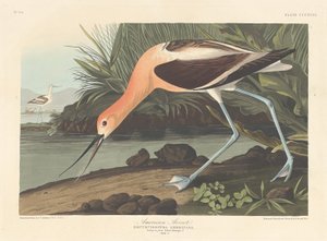 Amerikaanse Avocet, 1836