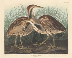 Amerikaanse Roerdomp door Robert Havell