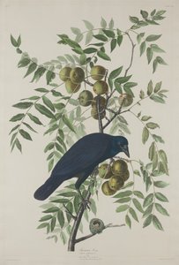 Amerikaanse Kraai, 1833