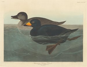 Amerikaanse zwarte eend, 1838
