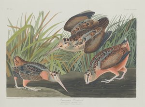 Amerikaanse Houtsnip, 1835