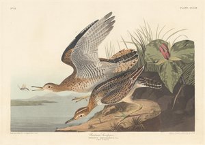 Bartram strandloper door Robert Havell