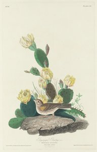 Bay-winged Bunting