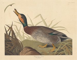 Bemaculated Eend, 1836 door Robert Havell