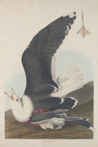 Zwartrugmeeuw door Robert Havell