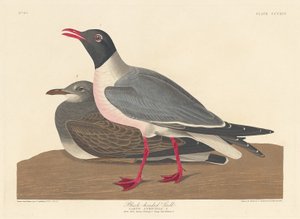 Zwartkopmeeuw