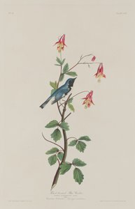 Zwartkeelblauwe Zanger, 1832 door Robert Havell