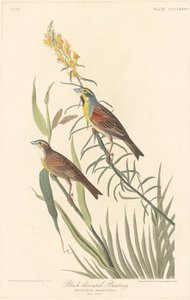 Zwartkeelgors door Robert Havell
