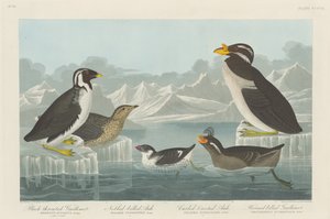 Zwartkeel Guillemot, Knobbelbek Alk, Krulkuif Alk en Gehoornde Alk, 1838 door Robert Havell