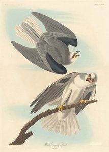Zwartgevleugelde havik, 1837