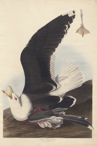 Zwartrugmeeuw door Robert Havell