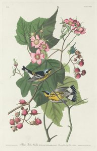 Zwart-gele zanger, 1831