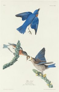 Blauwe vogel door Robert Havell