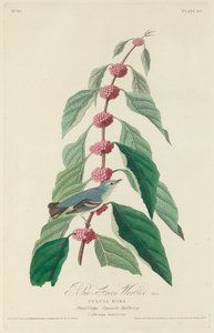 Blauwgroene zanger, 1828 door Robert Havell