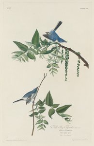 Blauw-grijze vliegenvanger, 1830