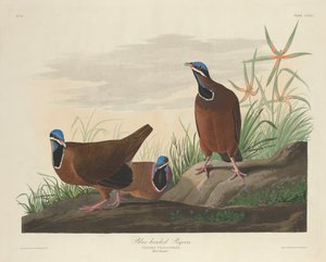 Blauwkopduif, 1833 door Robert Havell